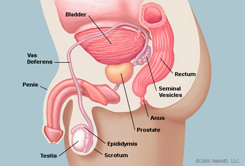 prostata.jpg